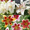 Perennial Lily Garden Collection -Plants Shop 36109 perennial lily garden collection