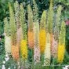 Shelfords Hybrid Mix Foxtail Lily -Plants Shop 37112 shelford hybrids mix eremurus