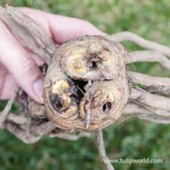 Shelfords Hybrid Mix Foxtail Lily -Plants Shop 37112 shelford hybrids mix eremurus 3