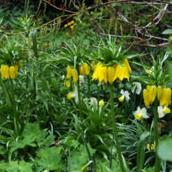 Yellow Fritillaria - Lutea