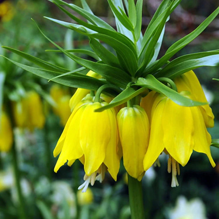 Yellow Fritillaria - Lutea 5 Yellow Fritillaria - Lutea - Image 3
