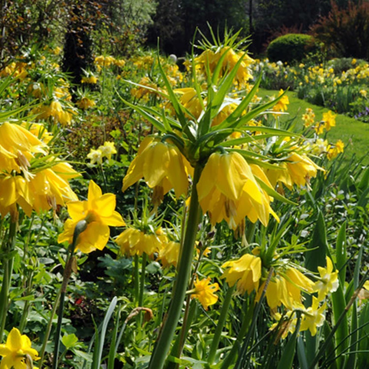 Yellow Fritillaria - Lutea 4 Yellow Fritillaria - Lutea - Image 2