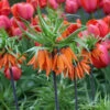Aurora Fritillaria -Plants Shop 37116 1