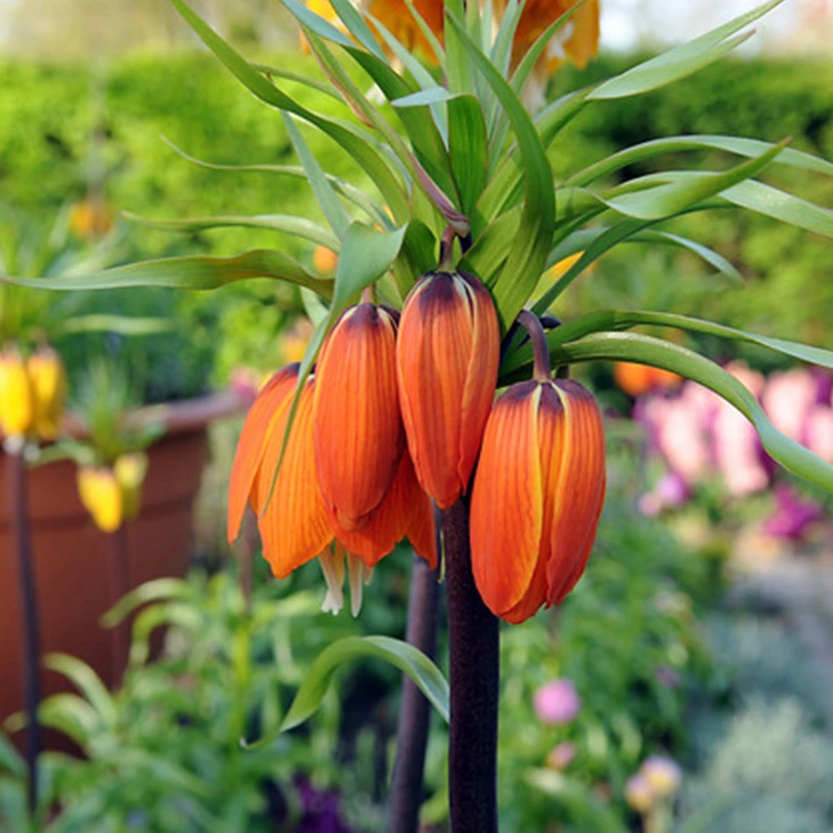 Aurora Fritillaria 4 Aurora Fritillaria - Image 2