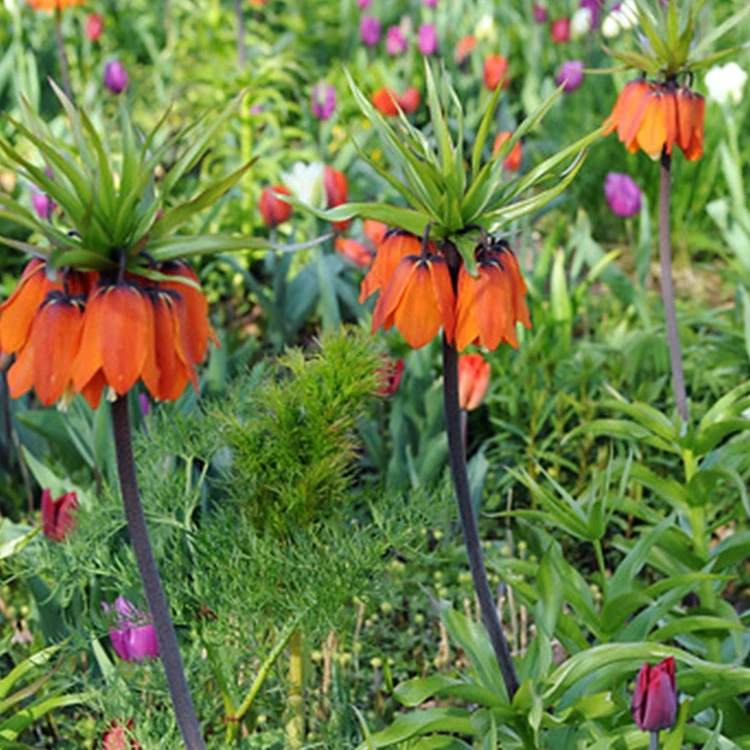Aurora Fritillaria 5 Aurora Fritillaria - Image 3