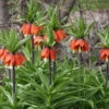 Red Fritillaria - Rubra Maxima 2 Red Fritillaria - Rubra Maxima -Plants Shop 37117 1