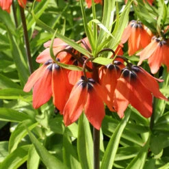 Red Fritillaria - Rubra Maxima 6 Red Fritillaria - Rubra Maxima -Plants Shop 37117 2