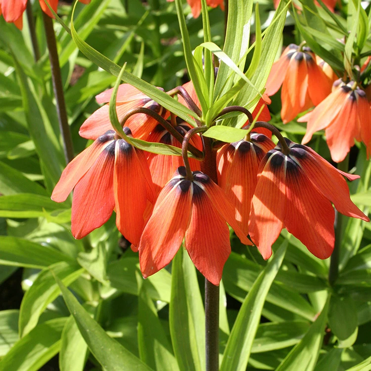 Red Fritillaria - Rubra Maxima 4 Red Fritillaria - Rubra Maxima - Image 2
