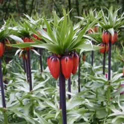 Red Fritillaria - Rubra Maxima 7 Red Fritillaria - Rubra Maxima -Plants Shop 37117 3