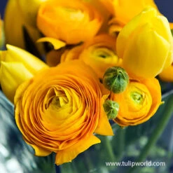 Ranunculus Collection -Plants Shop 37125 yellow ranunculus