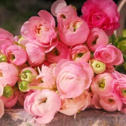 Ranunculus Collection -Plants Shop 37127 1