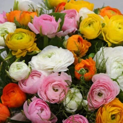 Ranunculus Collection -Plants Shop 37128 2