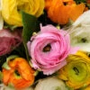 Ranunculus Collection -Plants Shop 37128 3