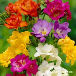 Warm Climate Spring Blooming Garden Collection -Plants Shop 37131 mixed freesia