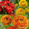 Glowing Ranunculus Collection -Plants Shop 37134 glowing ranunculus collection