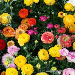 Tecolote® Ranunculus Mixed -Plants Shop 37135 mixed ranunculus 2