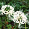 White Lycoris- Lycoris Albiflora -Plants Shop 37136 white lycoris albiflora 2