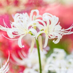 White Lycoris- Lycoris Albiflora -Plants Shop 37136 white lycoris albiflora