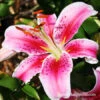 Stargazer Oriental Lily 2 Stargazer Oriental Lily -Plants Shop 37137 stargazer oriental lily 1
