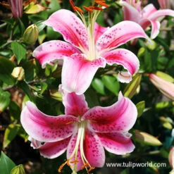 Fragrant Oriental Lily Collection 14 Fragrant Oriental Lily Collection -Plants Shop 37137 stargazer oriental lily 2