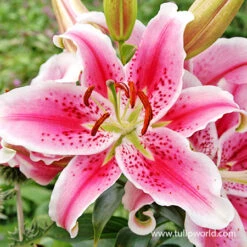 Stargazer Oriental Lily 8 Stargazer Oriental Lily -Plants Shop 37137 stargazer oriental lily 3 1