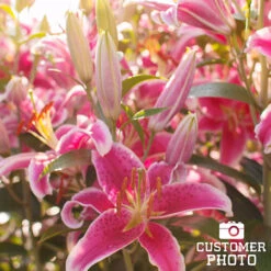 Stargazer Lily Jumbo Pack -Plants Shop 37137 stargazer oriental lily 4 4