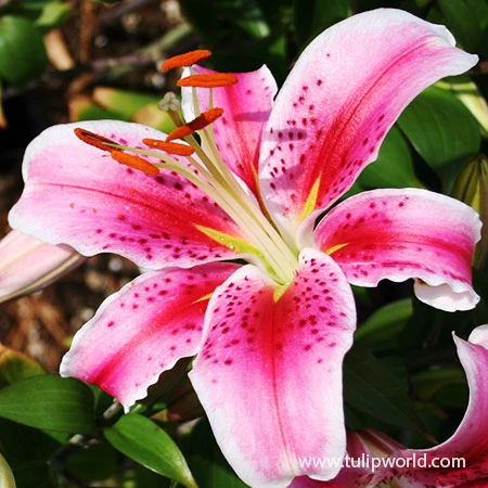 Fragrant Oriental Lily Collection 4 Fragrant Oriental Lily Collection - Image 2