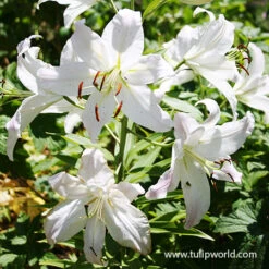 Casablanca Oriental Lily -Plants Shop 37138 casablanca oriental lily 2 1