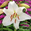 Casablanca Oriental Lily 1 Casablanca Oriental Lily -Plants Shop 37138 casablanca oriental lily 3 1