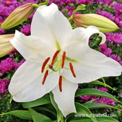 Fragrant Oriental Lily Collection 17 Fragrant Oriental Lily Collection -Plants Shop 37138 casablanca oriental lily 3