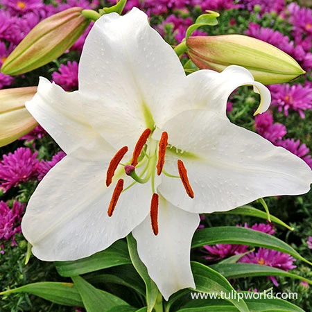 Fragrant Oriental Lily Collection 8 Fragrant Oriental Lily Collection - Image 6