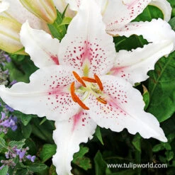 Perennial Lily Garden Collection -Plants Shop 37139 muscadet oriental lily 2 2