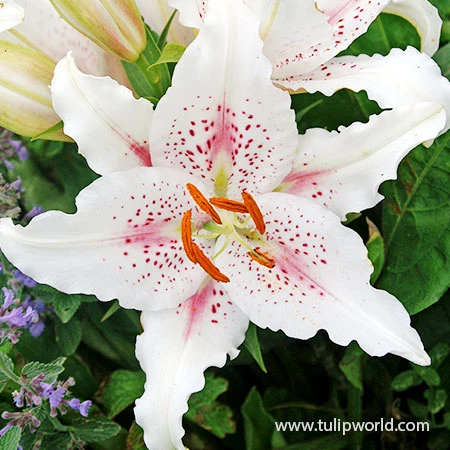 Fragrant Oriental Lily Collection 12 Fragrant Oriental Lily Collection - Image 10