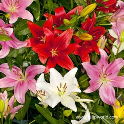 Mixed Lily Collection 16 Mixed Lily Collection -Plants Shop 37140 mixed asiatic lilies 1