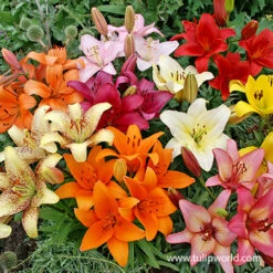 Classic Lily & Peony Collection -Plants Shop 37140 mixed asiatic lilies 2 2