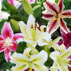 Mixed Oriental Lilies -Plants Shop 37141 mixed oriental lilies 2