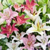 Mixed Oriental Lilies -Plants Shop 37141 mixed oriental lilies 3