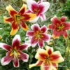 Mixed Orienpet Lilies -Plants Shop 37142 mixed orienpet lilies 3 1
