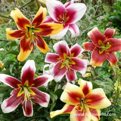 Warm Climate Fall Garden Kit 22 Warm Climate Fall Garden Kit -Plants Shop 37142 mixed orienpet lilies 3 2
