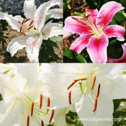 Fragrant Oriental Lily Collection