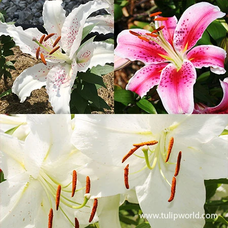 Fragrant Oriental Lily Collection 3 Fragrant Oriental Lily Collection