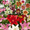 Mixed Lily Collection 2 Mixed Lily Collection -Plants Shop 37144 mixed lily collection