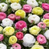 Tecolote® Ranunculus Pastel Mix -Plants Shop 37149 pastel mixed ranunculus