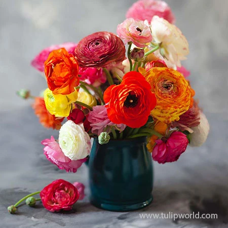 Tecolote® Ranunculus Picotee Mixed 4 Tecolote® Ranunculus Picotee Mixed - Image 2