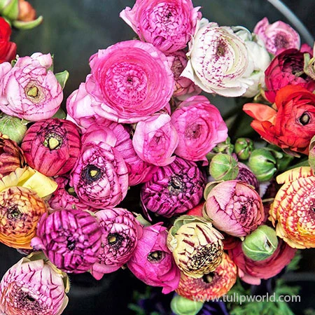 Tecolote® Ranunculus Picotee Mixed 3 Tecolote® Ranunculus Picotee Mixed