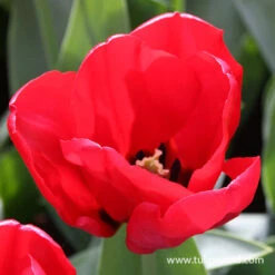 Seadov Red Bulk Tulips 500/crate -Plants Shop 38008 red flower fields 2