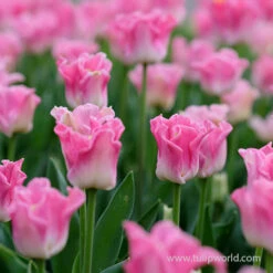 Crown Of Dynasty Triumph Tulip -Plants Shop 38101 crown of dynasty