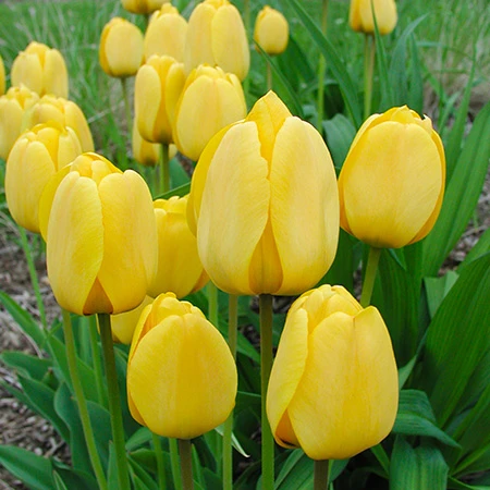 Yellow Golden Apeldoorn Tulip 100 Bulbs 3 Yellow Golden Apeldoorn Tulip 100 Bulbs