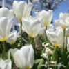 White Tulip Purissima Super Pack -Plants Shop 38103