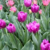 Purple Flag Triumph Tulip Super Pack 1 Purple Flag Triumph Tulip Super Pack -Plants Shop 38104